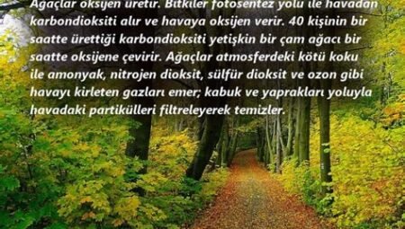 Ormanların Sessiz Hükümdarı: Ağaçlar